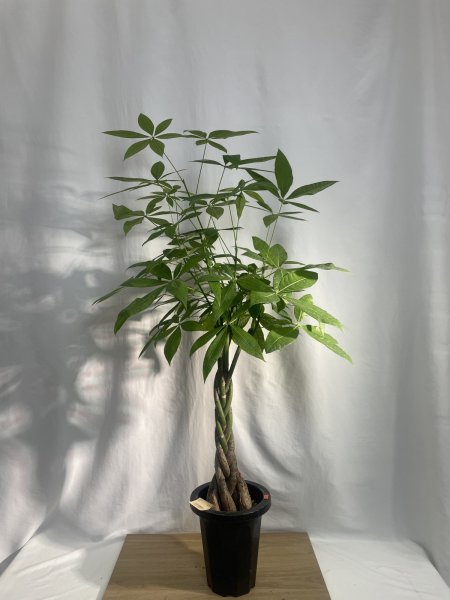 画像2: パキラ (2)