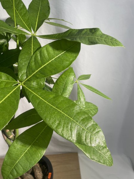 画像6: パキラ (6)