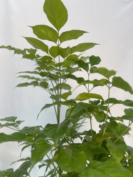 画像4: ステレオスペルマム (4)