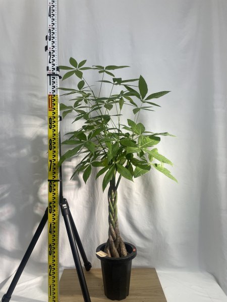 画像3: パキラ (3)