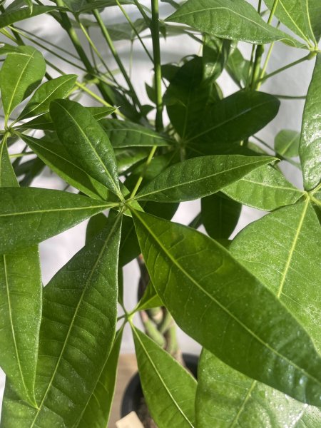 画像4: パキラ (4)