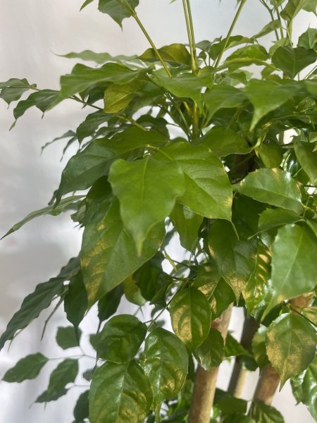 画像5: ステレオスペルマム (5)