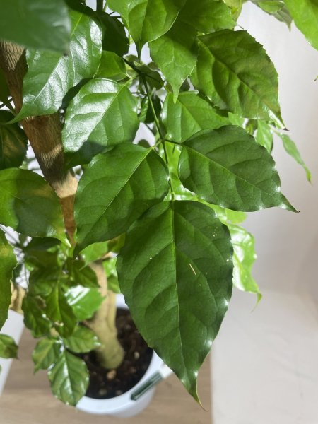 画像6: ステレオスペルマム (6)