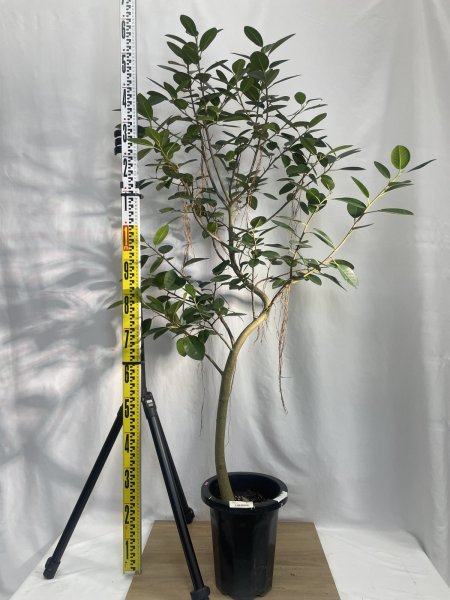 画像3: フランスゴム (3)