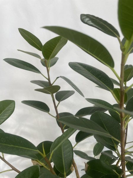 画像4: フランスゴム (4)