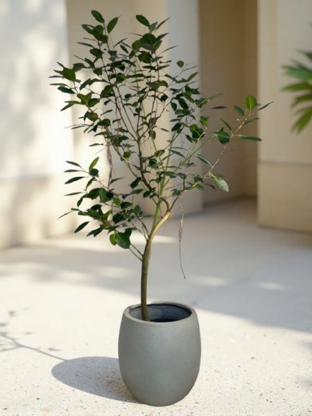 画像1: フランスゴム (1)