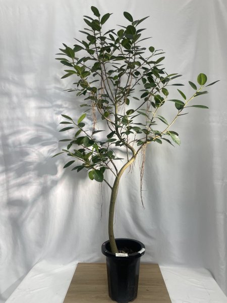 画像2: フランスゴム (2)