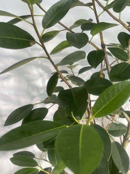 画像5: フランスゴム (5)