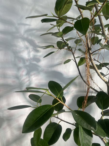 画像6: フランスゴム (6)