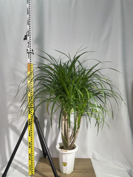 画像3: カンボジアーナ (3)