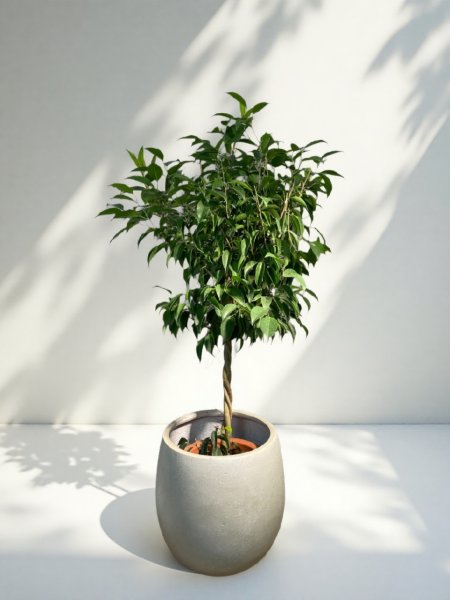 画像1: ベンジャミン　リッチ (1)