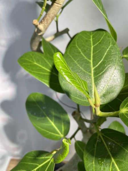 画像4: ベンガレンシス (4)