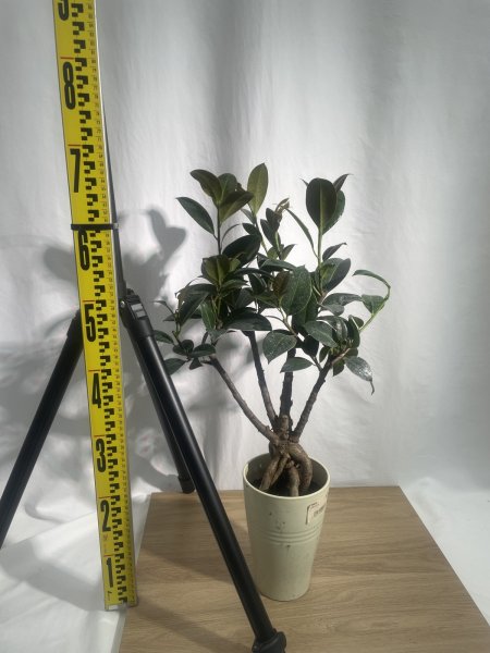 画像3: フィカス (3)