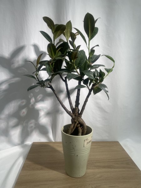 画像2: フィカス (2)