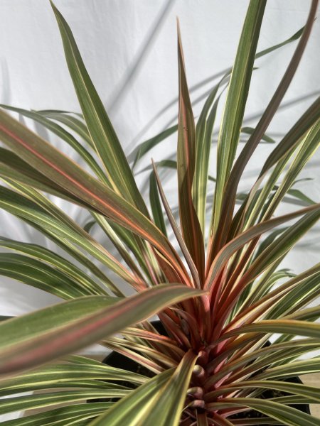 画像4: コルジリネ (4)