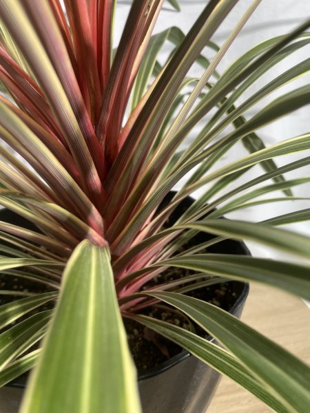 画像6: コルジリネ (6)