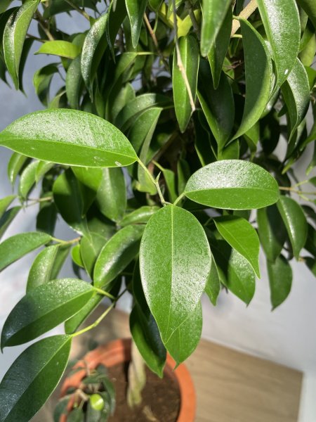 画像6: ベンジャミン　リッチ (6)