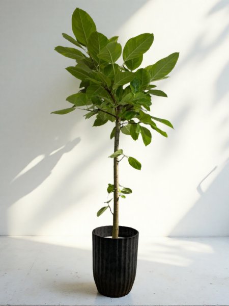 画像1: アルテシーマ (1)