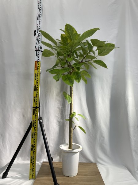 画像3: アルテシーマ (3)