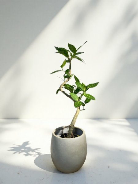 画像1: ベンガレンシス (1)