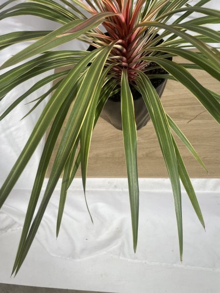 画像5: コルジリネ (5)