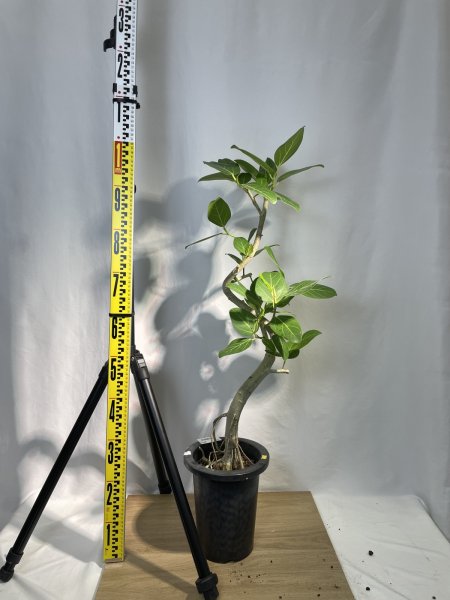 画像3: ベンガレンシス (3)