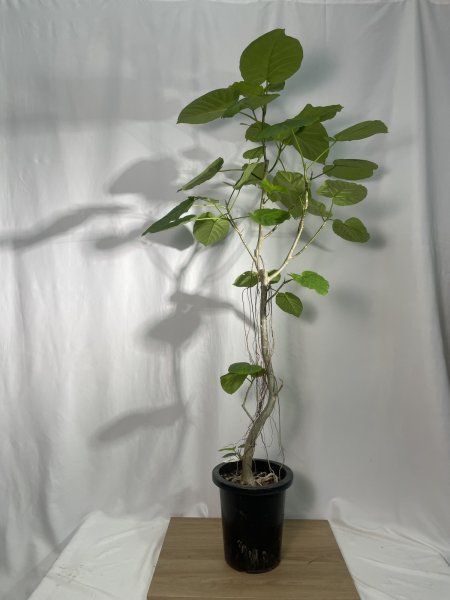 画像2: ウンベラータ (2)