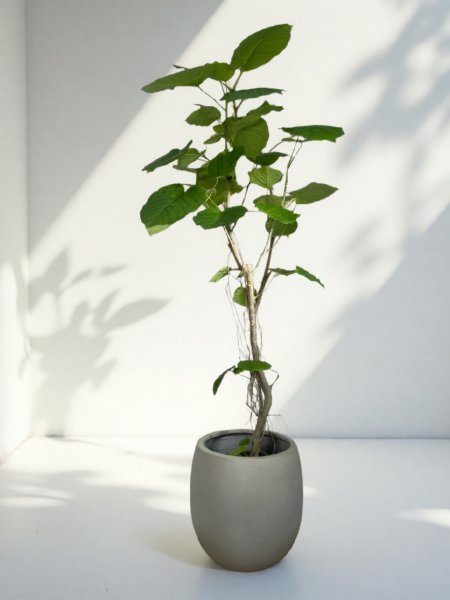 画像1: ウンベラータ (1)