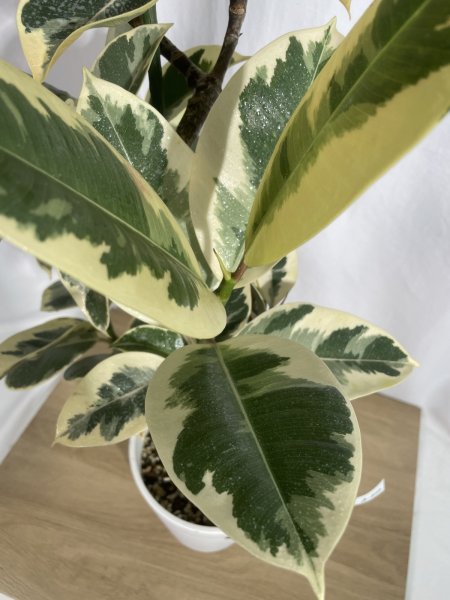 画像5: フィカス　ティネケ (5)