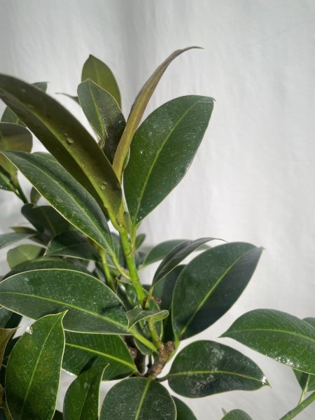 画像4: フィカス (4)