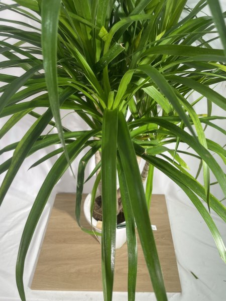 画像6: カンボジアーナ (6)