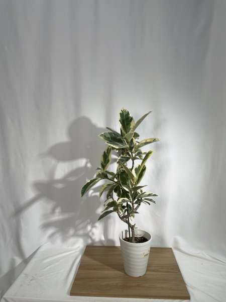 画像2: フィカス　ティネケ (2)