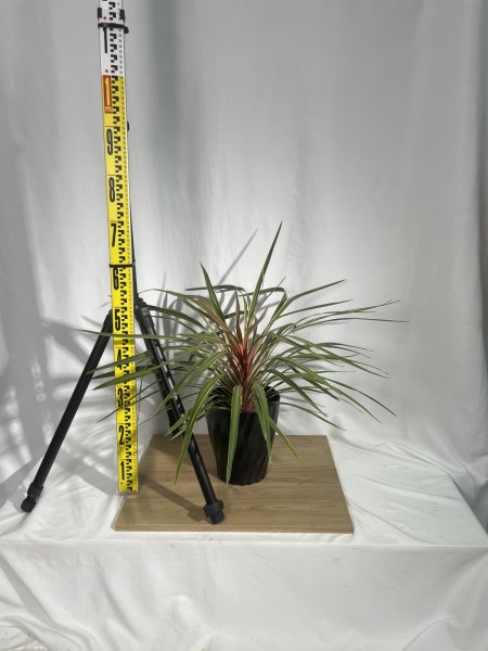 画像3: コルジリネ (3)