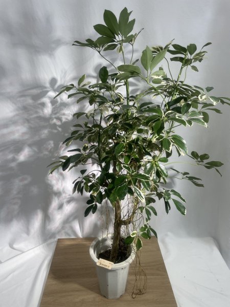 画像2: ホンコン(斑入り) (2)