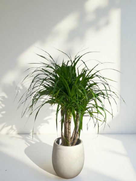 画像1: カンボジアーナ (1)