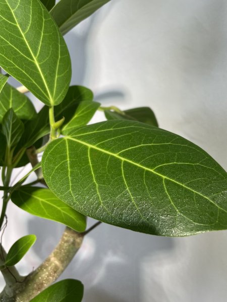 画像5: ベンガレンシス (5)