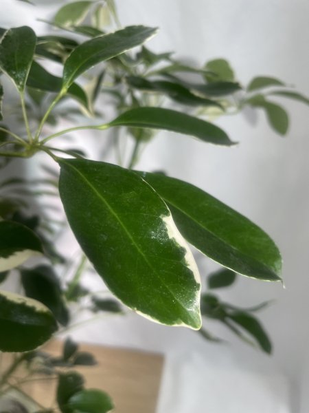 画像4: ホンコン(斑入り) (4)