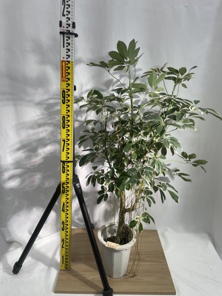 画像3: ホンコン(斑入り) (3)