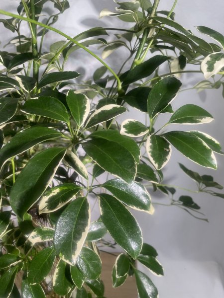 画像6: ホンコン(斑入り) (6)