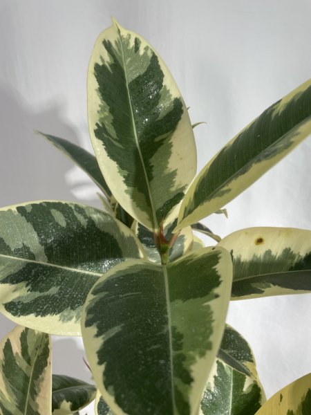 画像6: フィカス　ティネケ (6)