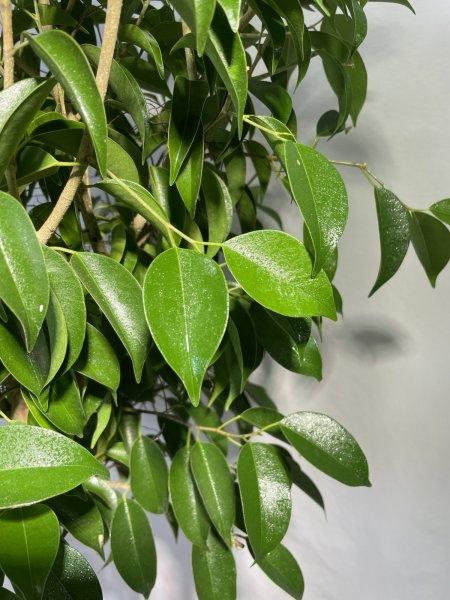 画像4: ベンジャミン　リッチ (4)