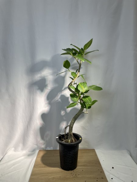 画像2: ベンガレンシス (2)