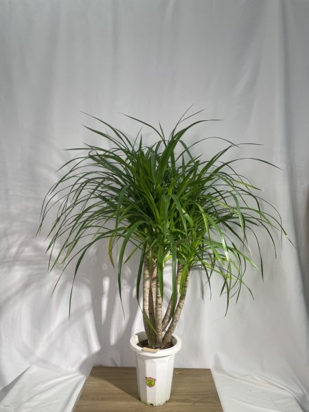 画像2: カンボジアーナ (2)