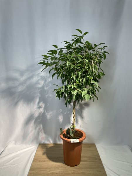 画像2: ベンジャミン　リッチ (2)