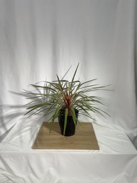 画像2: コルジリネ (2)