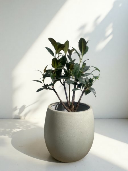 画像1: フィカス (1)