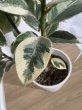画像4: フィカス　ティネケ (4)