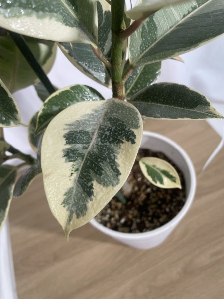 画像4: フィカス　ティネケ (4)