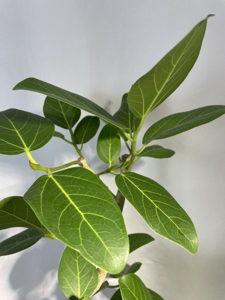 画像6: ベンガレンシス (6)