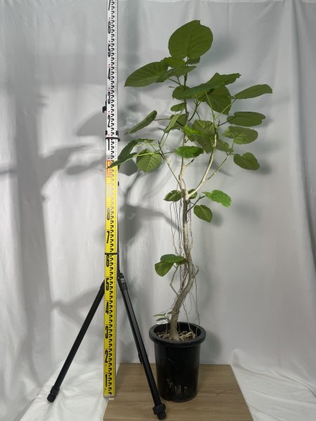 画像3: ウンベラータ (3)